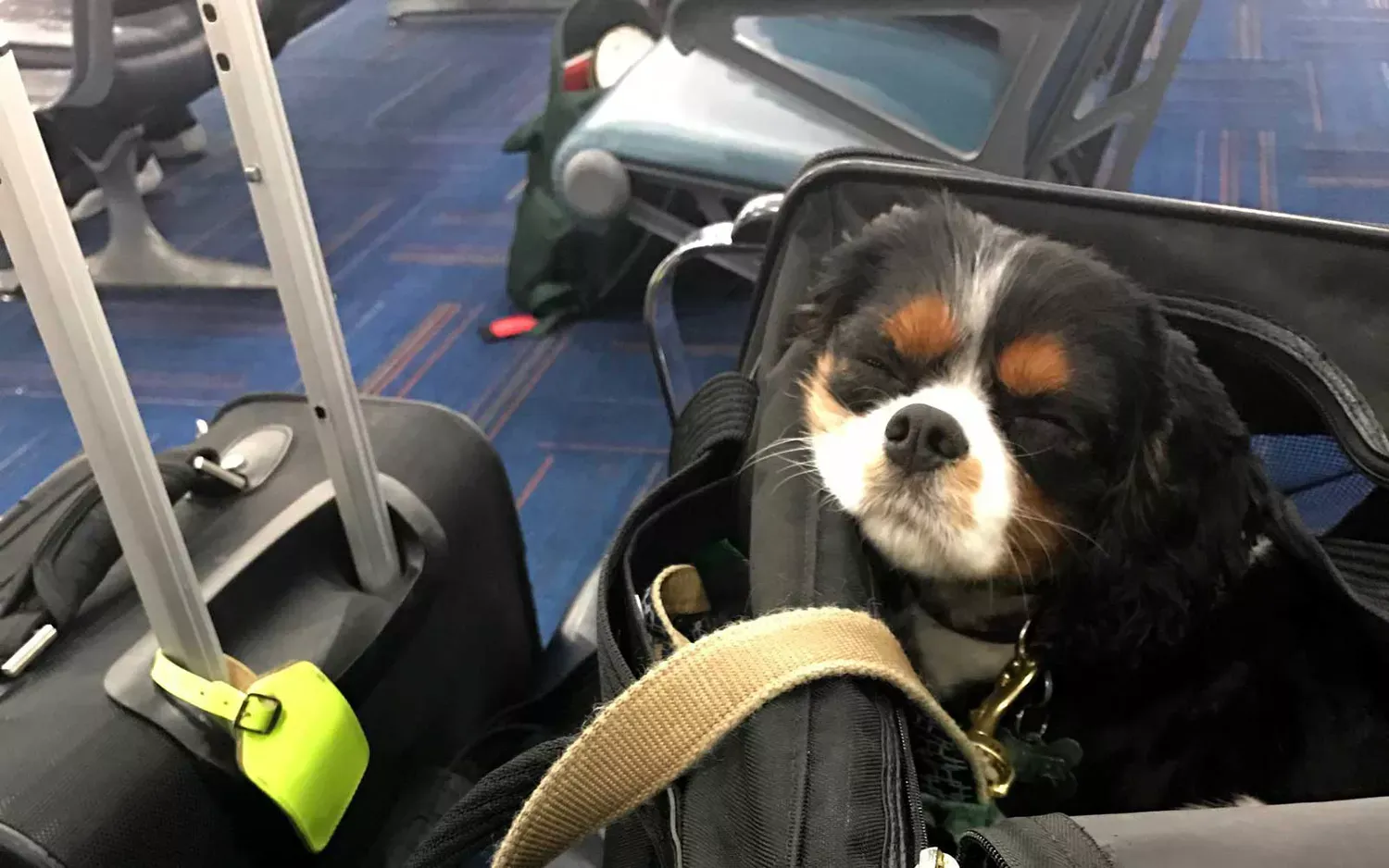 Airlines' Pet Fees Can Be More Expensive Than Flights