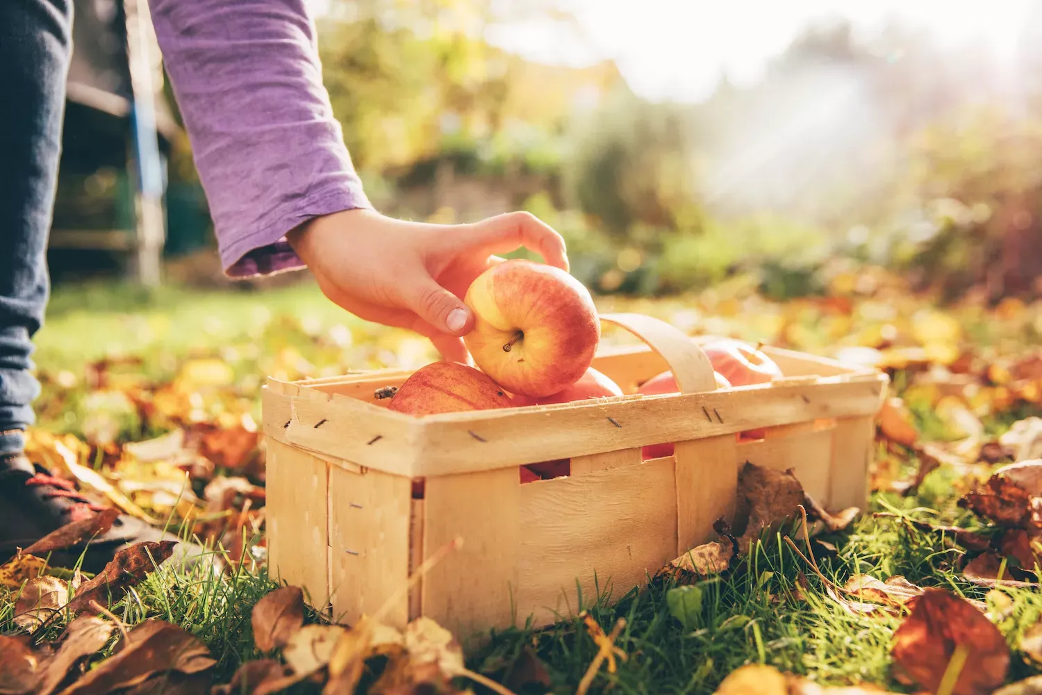 20 Best Places to Go Apple Picking in the U.S.