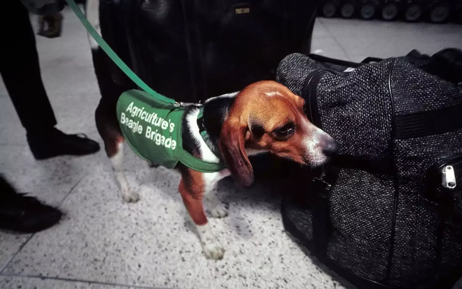 Here's Why So Many Canine Employees at U.S. Airports Are Beagles