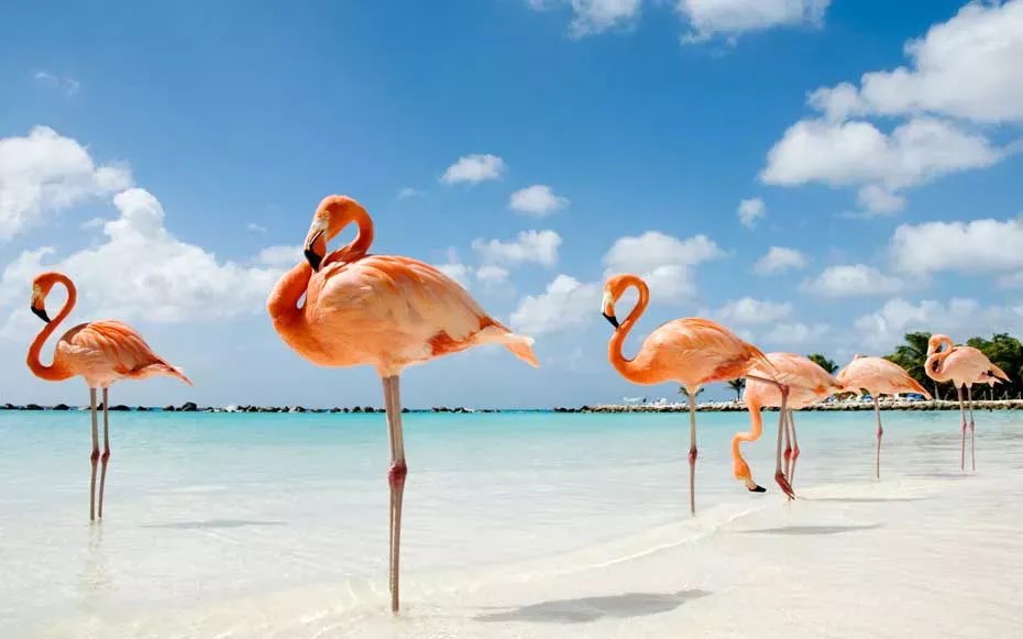 This Island in the Caribbean Lets You Swim With Flamingos