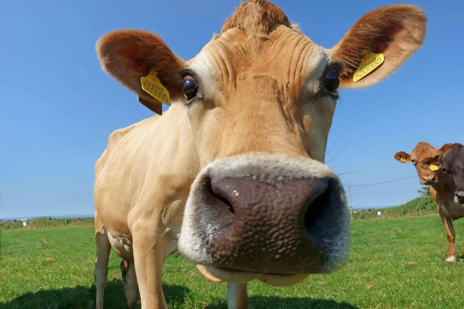 You Will Be Shocked at How Many Young Americans Say They've Never Seen a Cow in Person