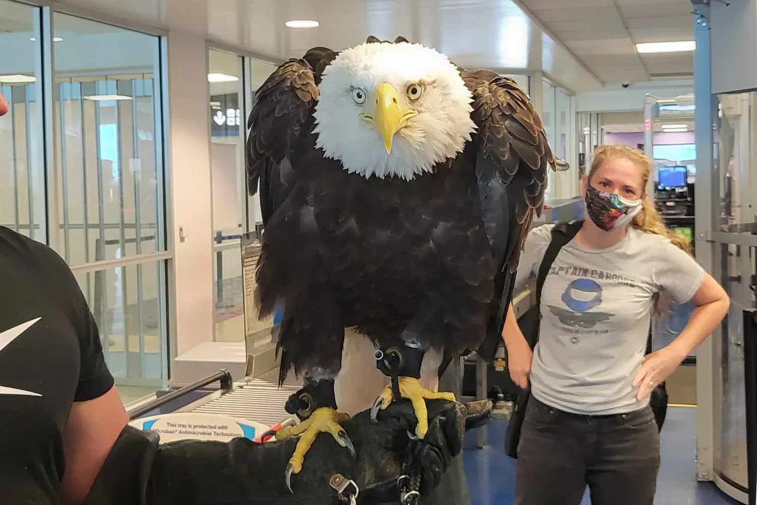 Massive Bald Eagle Surprised Passengers at North Carolina Airport — See the Incredible Video