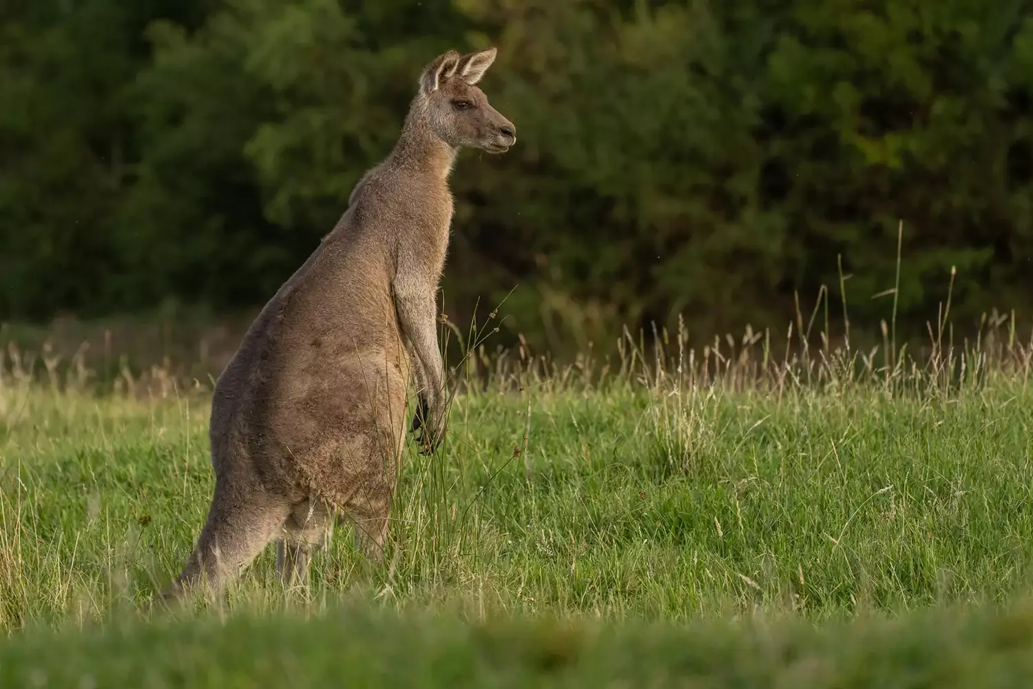 This New Safari in Australia Visits 8 National Parks in 21 Days