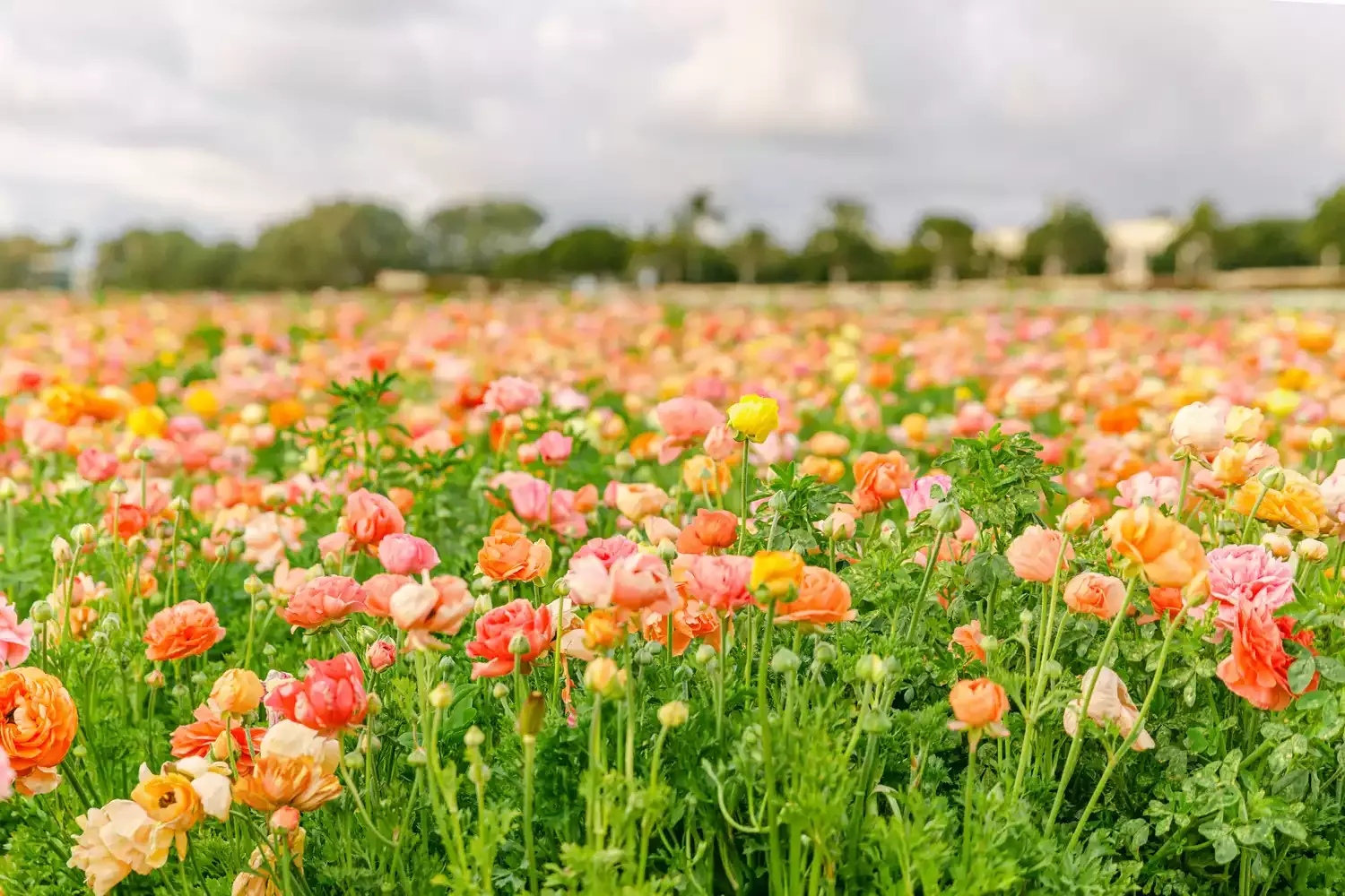 This California Flower Field Will Be the Most Instagrammable Travel Spot This Spring