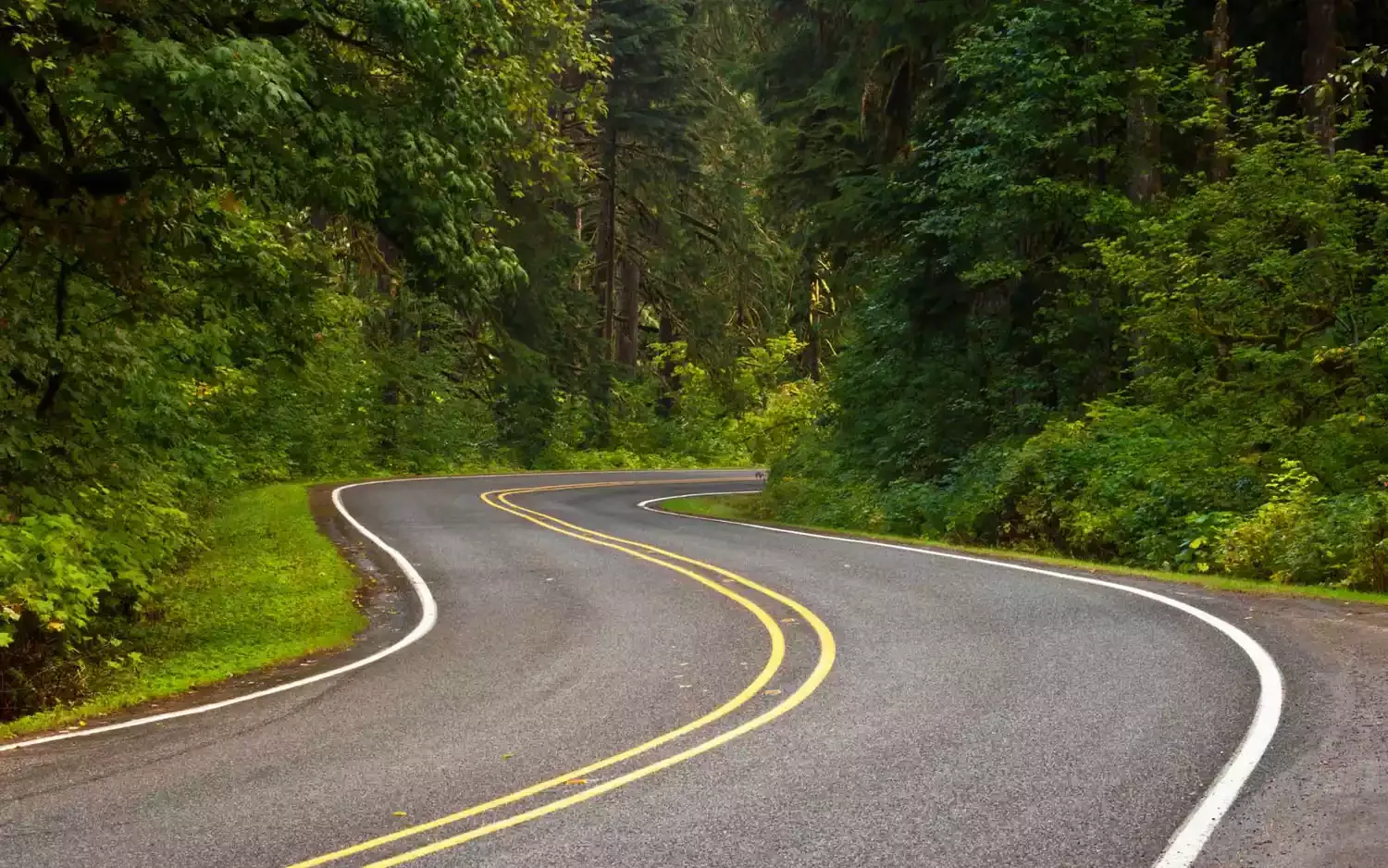 Washington's Mountain Loop Highway Is a Scenic Road Trip Waiting to Happen