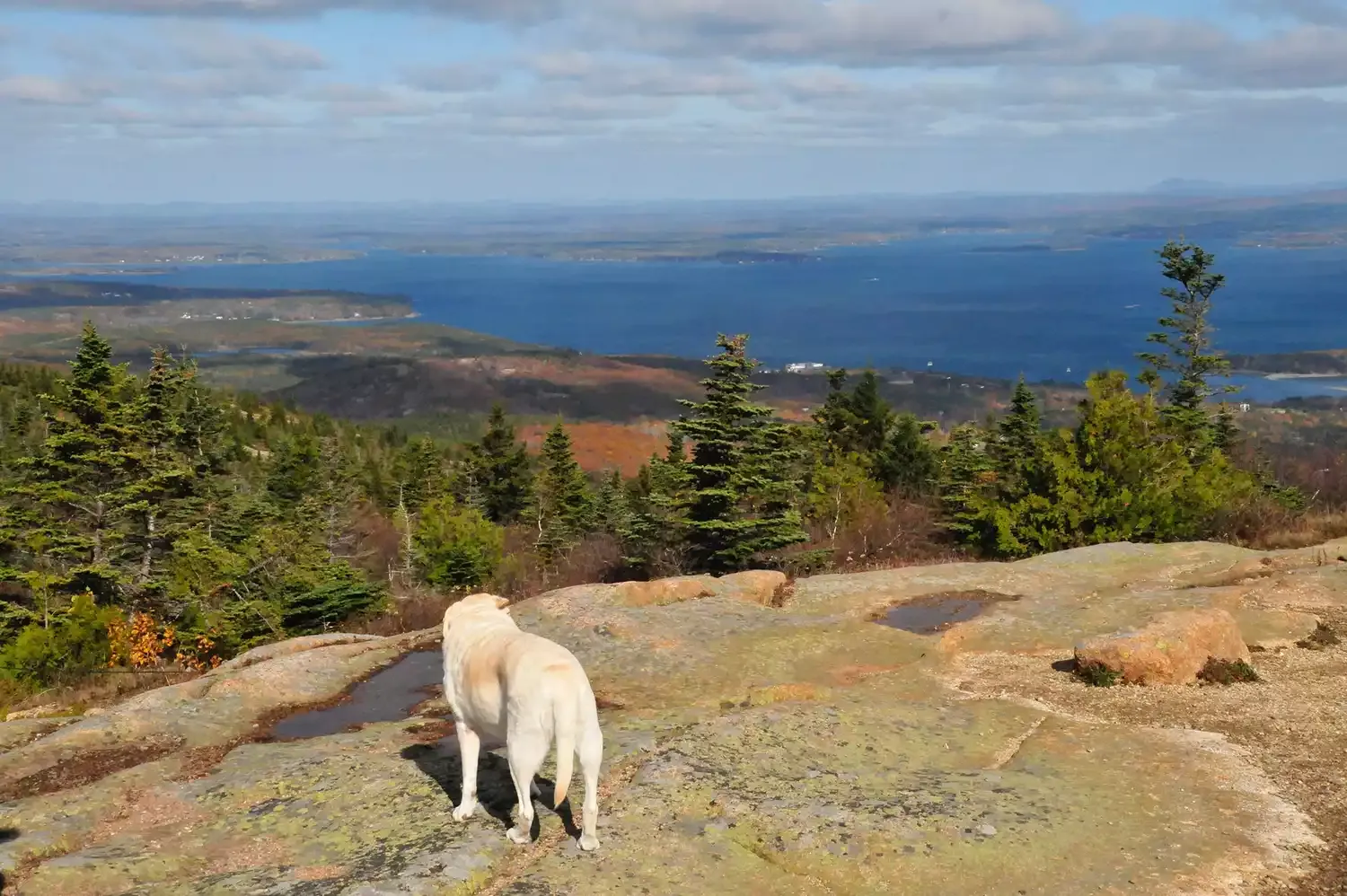 This National Park Was Just Named the Most Dog-friendly in the U.S. — and It Has 2 Beaches, a Scenic Drive, and 64 Miles of Gorgeous Coastline