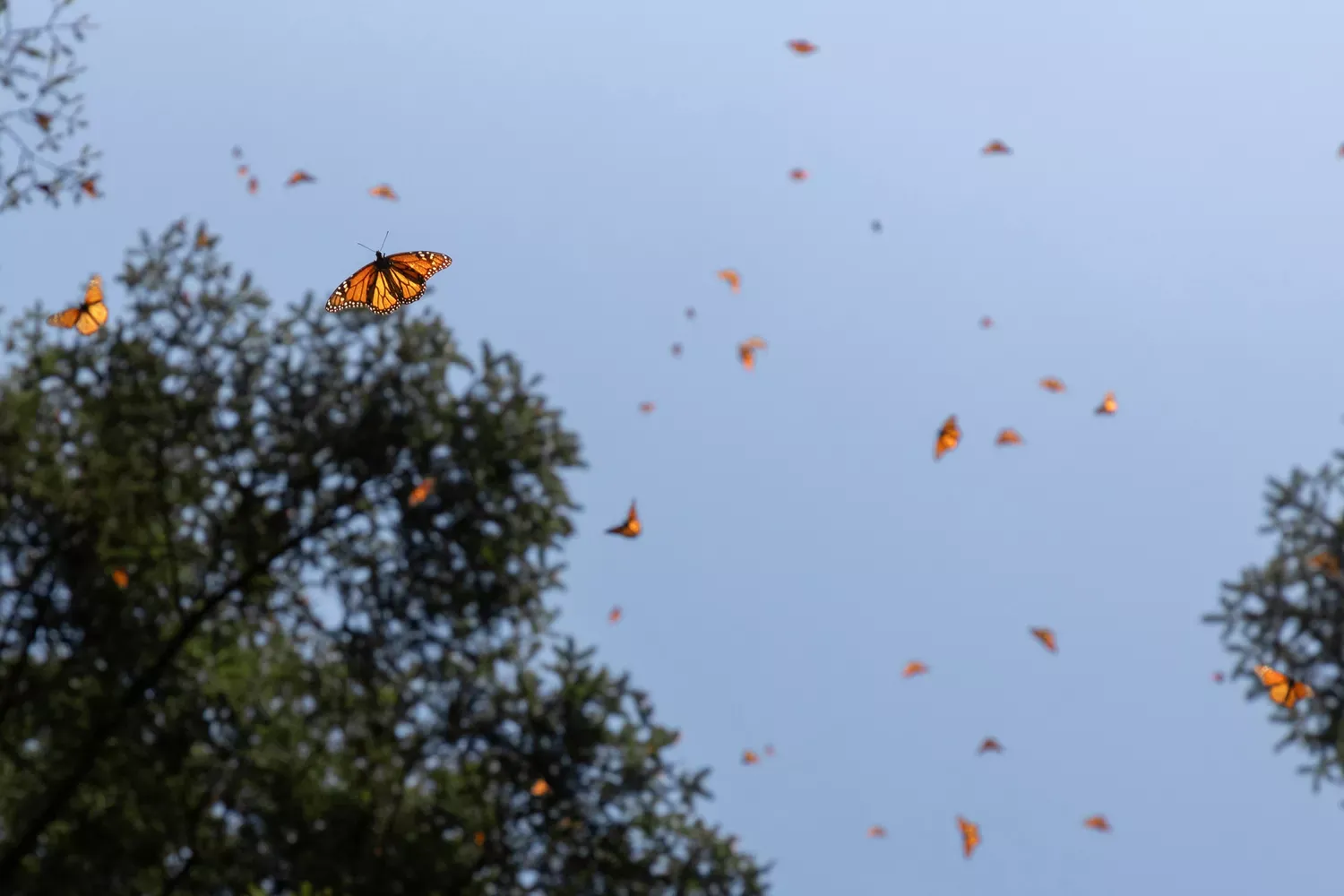 The Monarch Butterfly Migration Turns This Mexican Forest Orange Every Fall — Here's How to See It