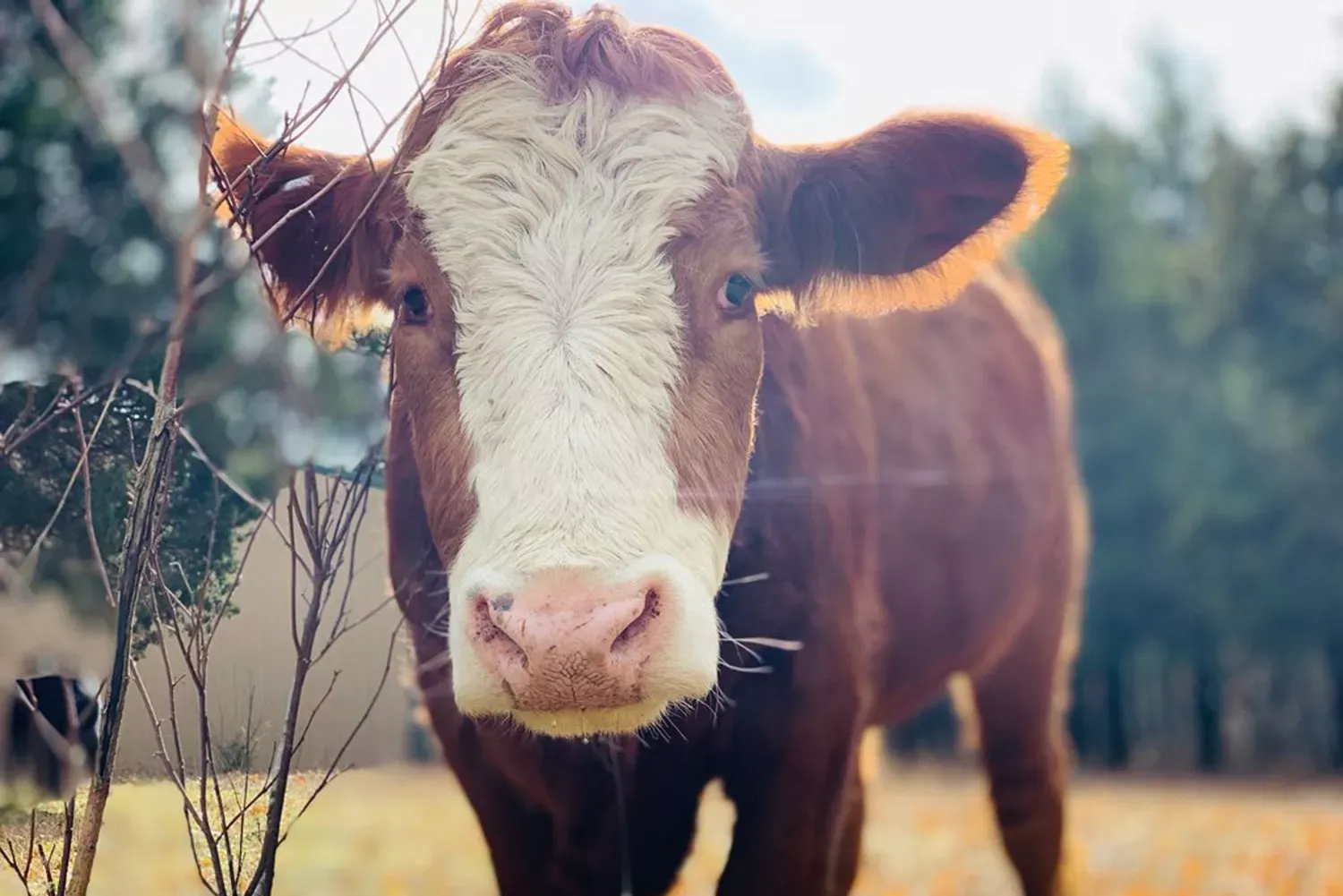 This Animal Rescue Farm Lets You Hug Cows, Cuddle Turkeys, and Give Belly Rubs to Pigs to Destress