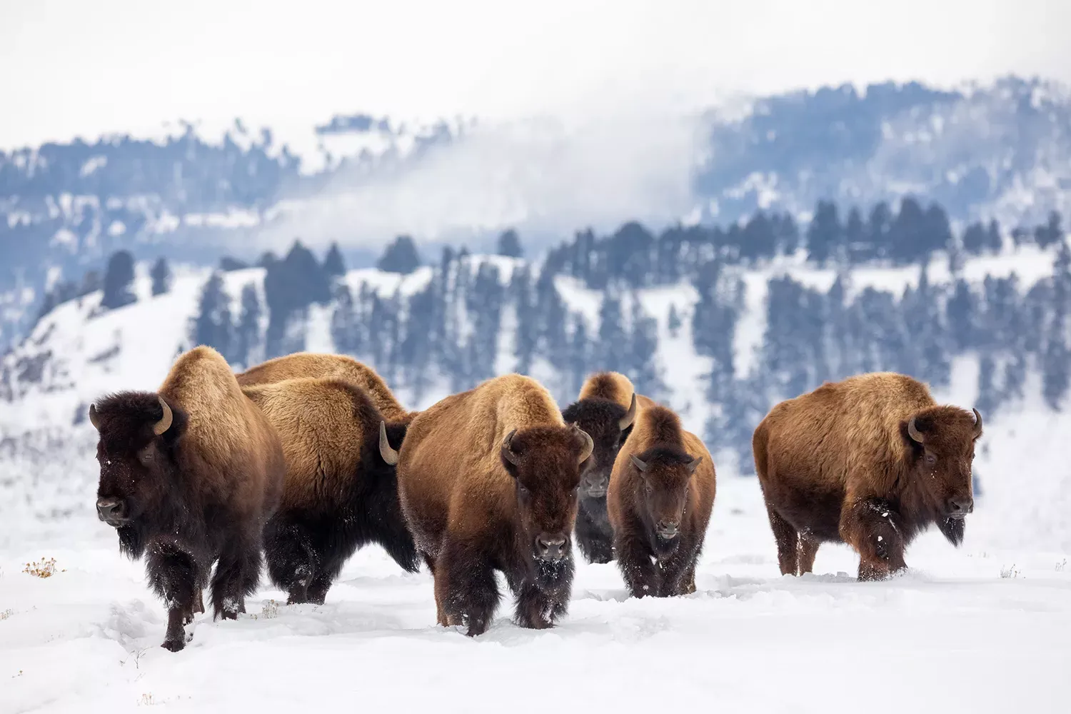 Why You Should Book a Winter Trip to Yellowstone National Park