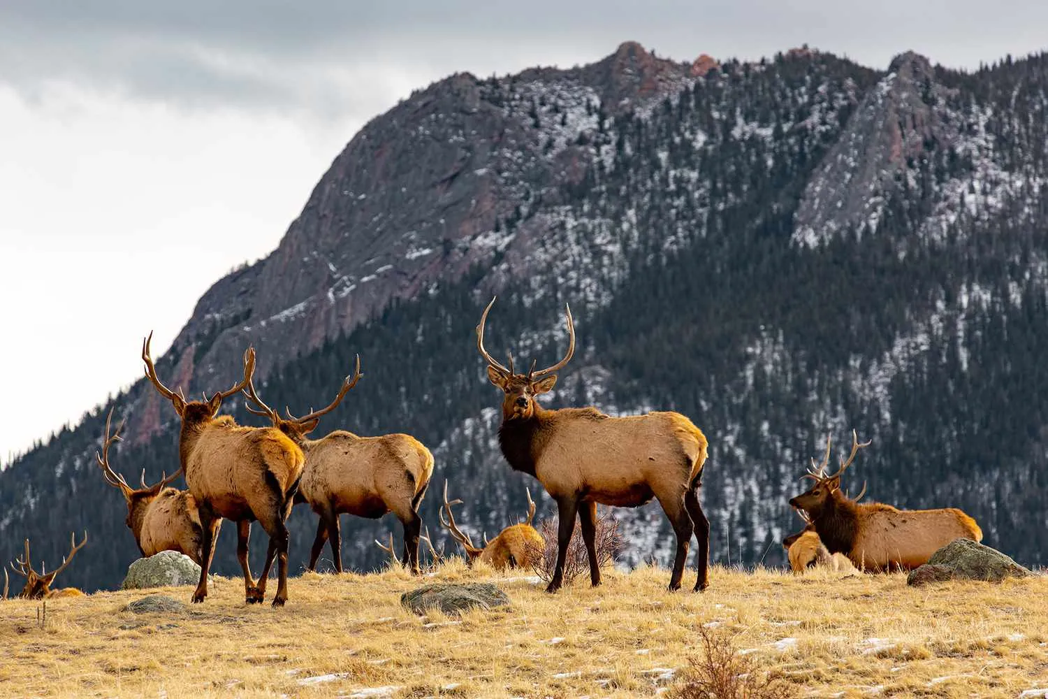 How to Celebrate 'Elktober' in Colorado This Fall