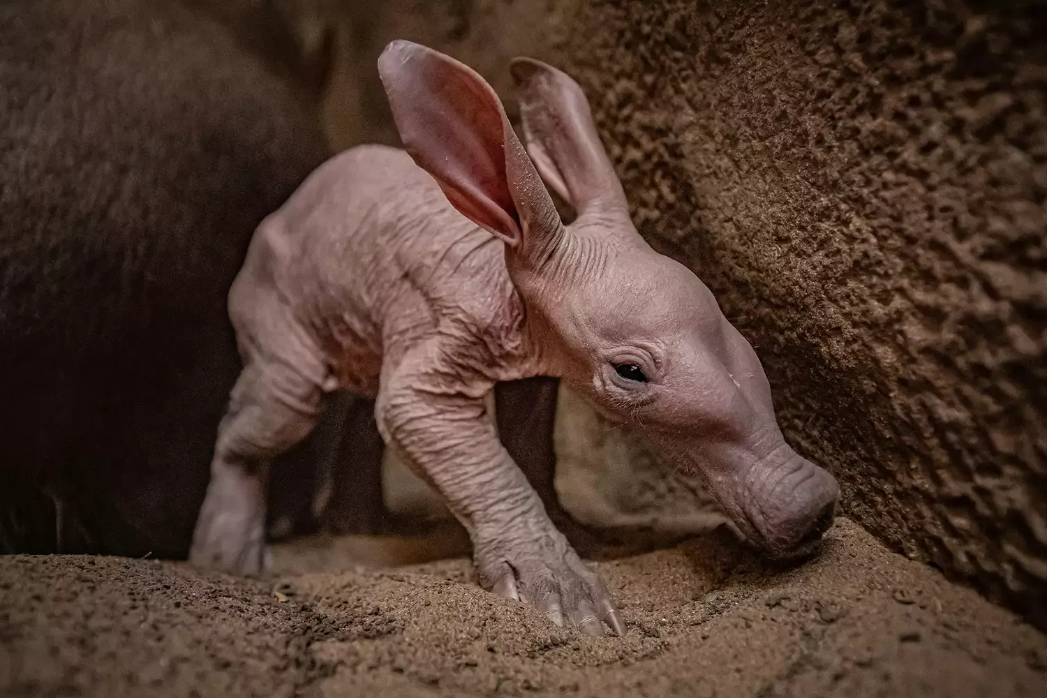 Meet Dobby, a Newborn Aardvark Named After the 'Harry Potter Character' at This England Zoo