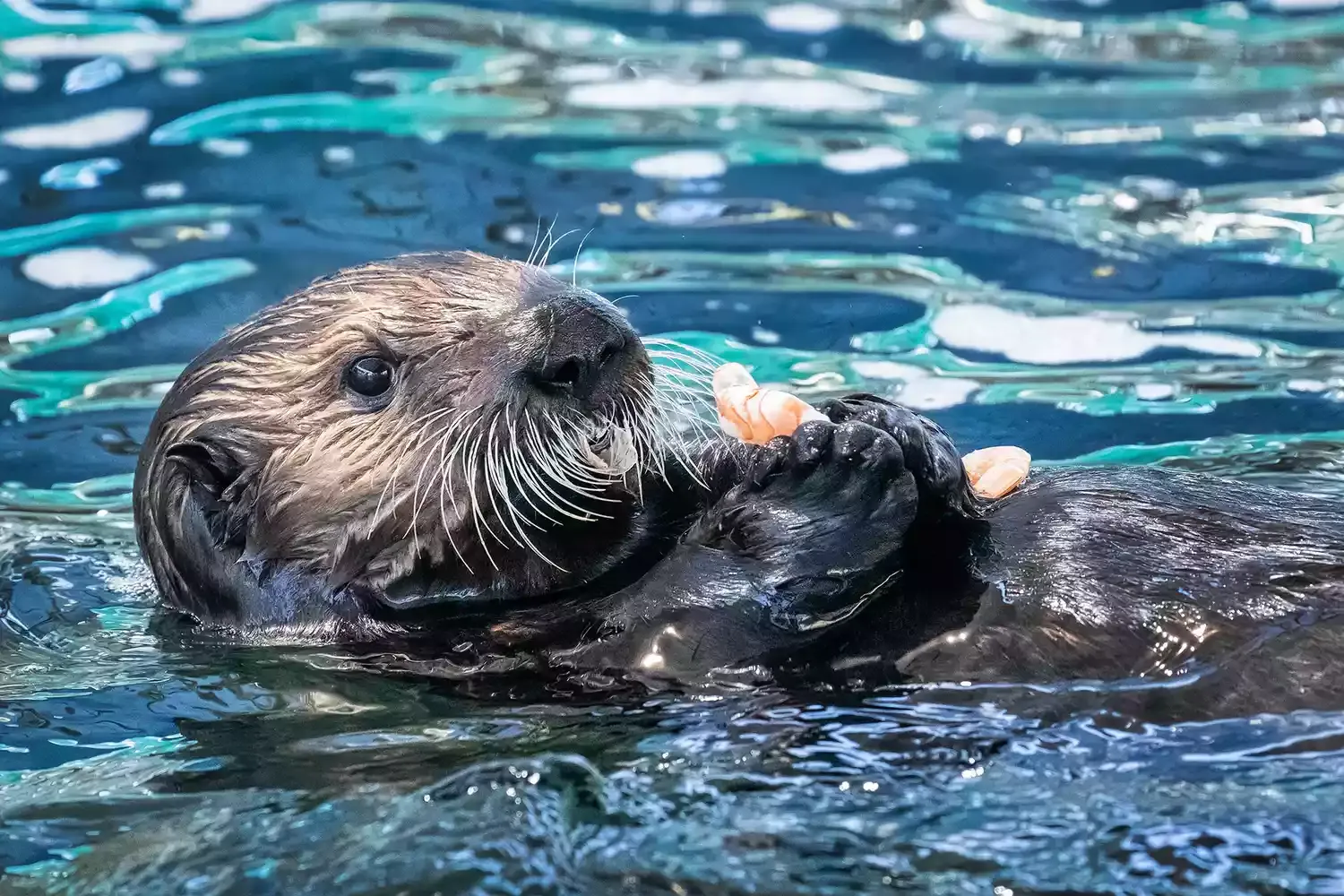 This California Aquarium Wants Your Help Naming Its New Adorable Sea Otter Pup