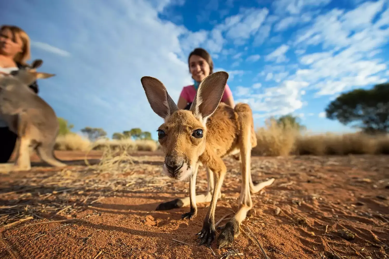 The World's Only Baby Kangaroo Sanctuary Is in This Small Australia Town — and Visitors Can Feed and Cuddle the Adorable Animals