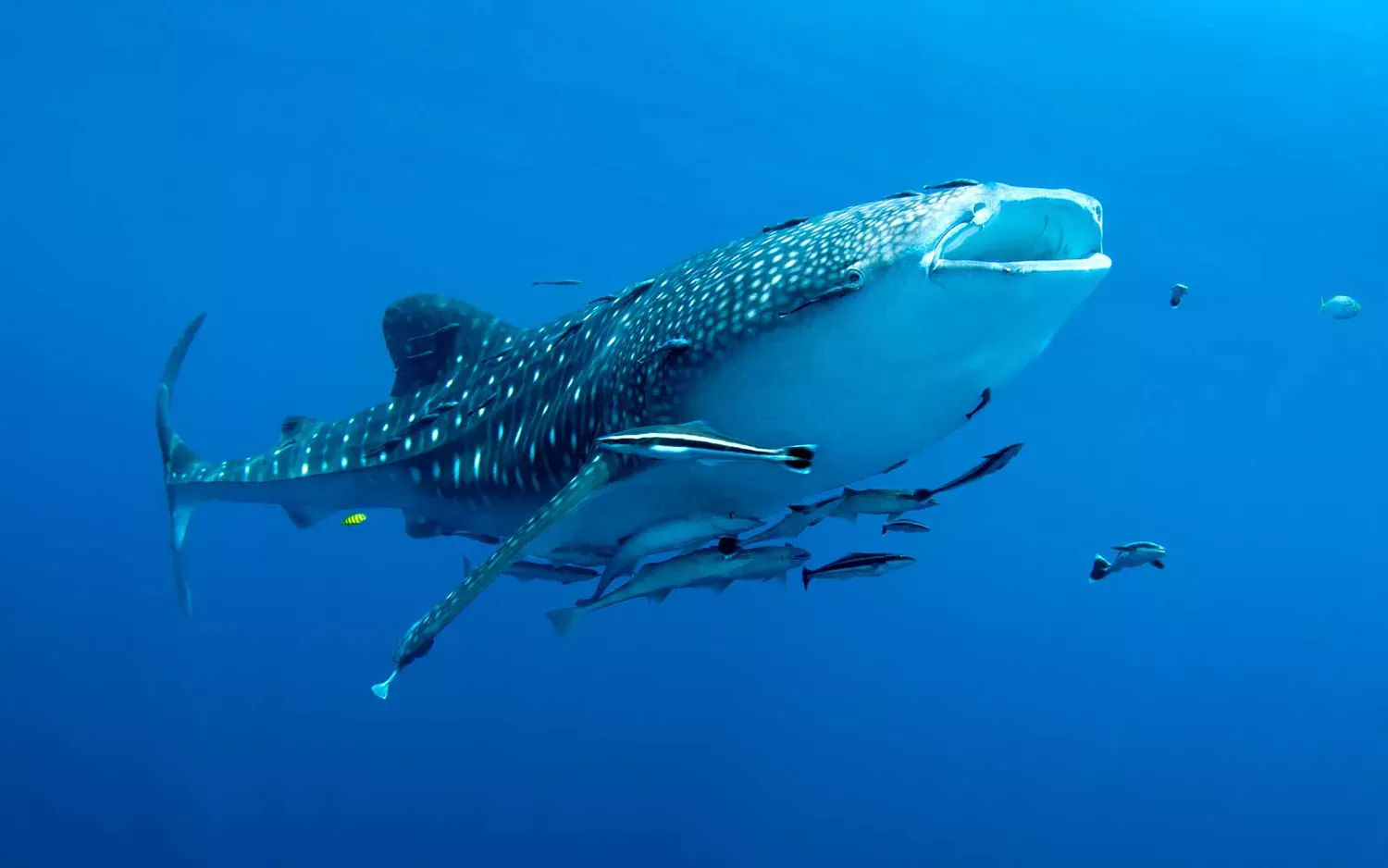 Why Diving With Whale Sharks Was One of the Most Rewarding Travel Days of My Life