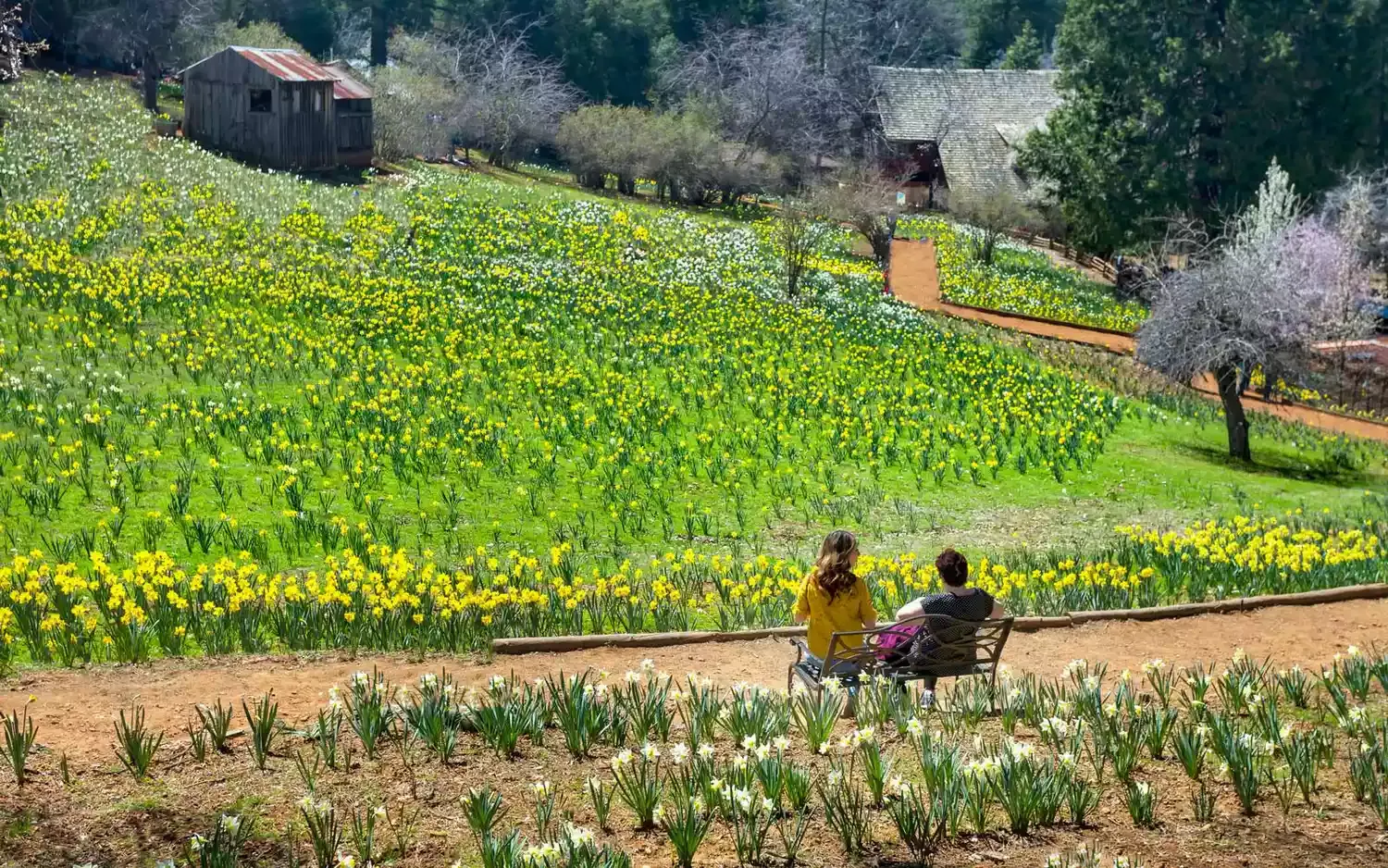 Famous Daffodil Hill in California Is Closing Indefinitely Due to Overtourism