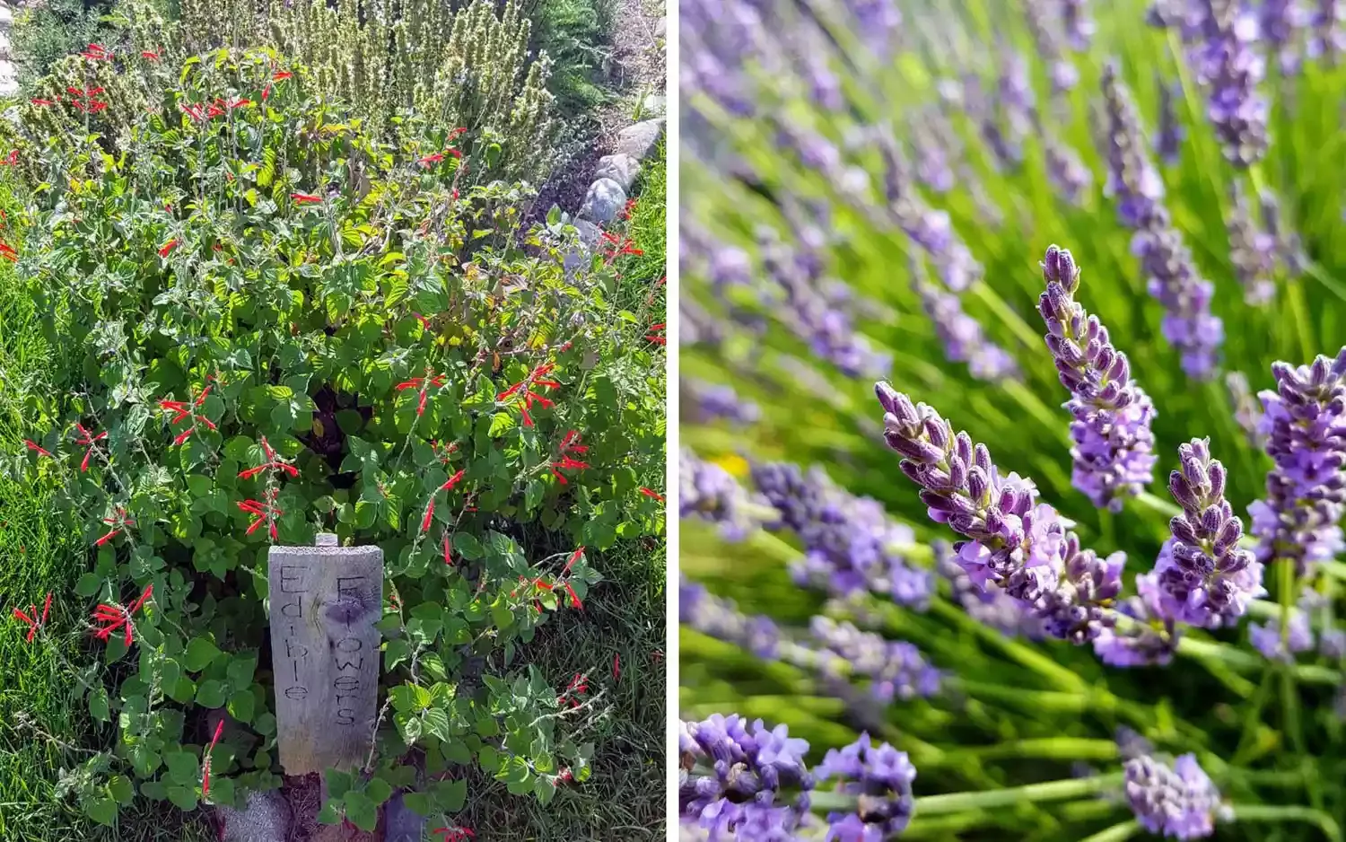 This Farm in Michigan Has an Entire Labyrinth of Lavender