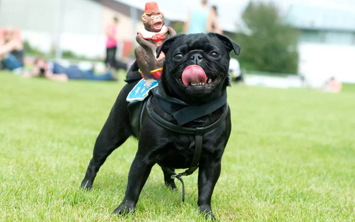 Pug Races Are Super Popular in Germany — and We're Just Finding Out (Video)