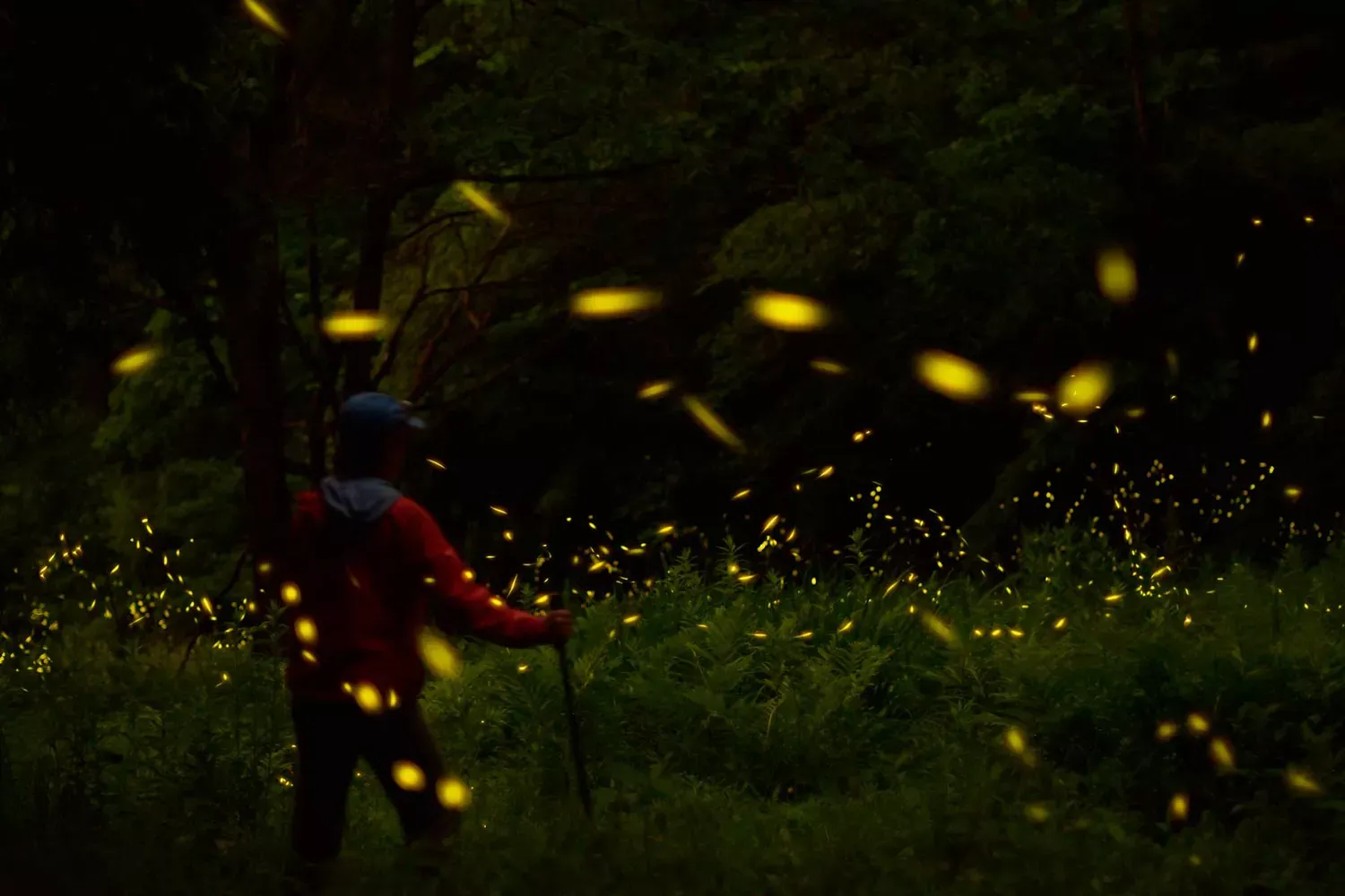 Thousands of Fireflies Put on a Magical Light Show in Pennsylvania Each June — Here's How to See It