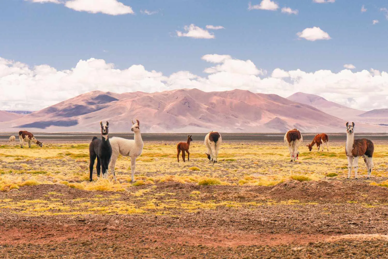 How to Plan the Perfect Trip to Chile's Atacama Desert