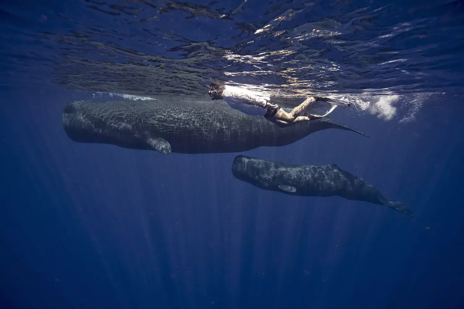 Swimming With Whales Is the Adventure of a Lifetime — Here's How to Do It Responsibly