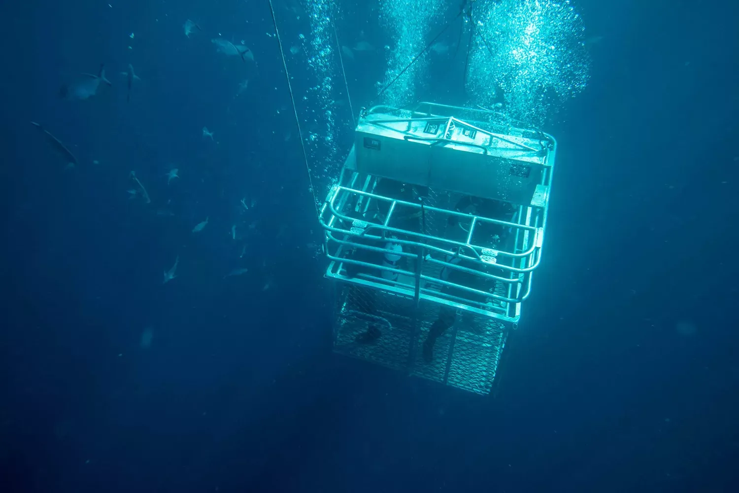 I Went Cage Diving With Great White Sharks Off the Coast of South Australia — Here's How You Can, Too