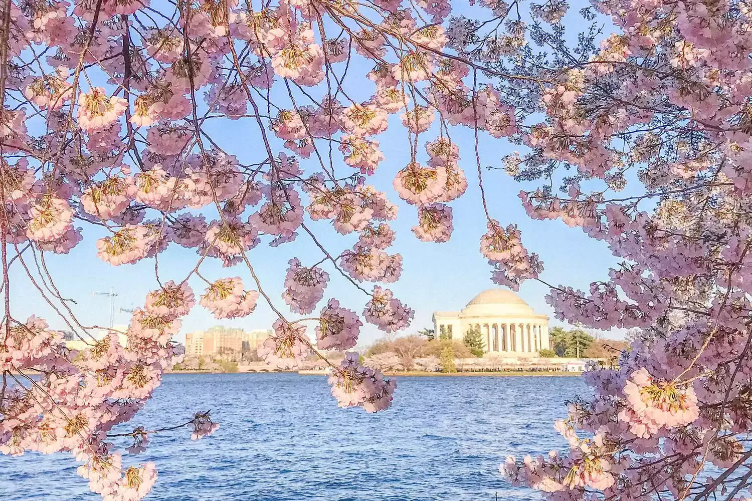 The Best Places to See Cherry Blossoms in Washington, D.C., This Year