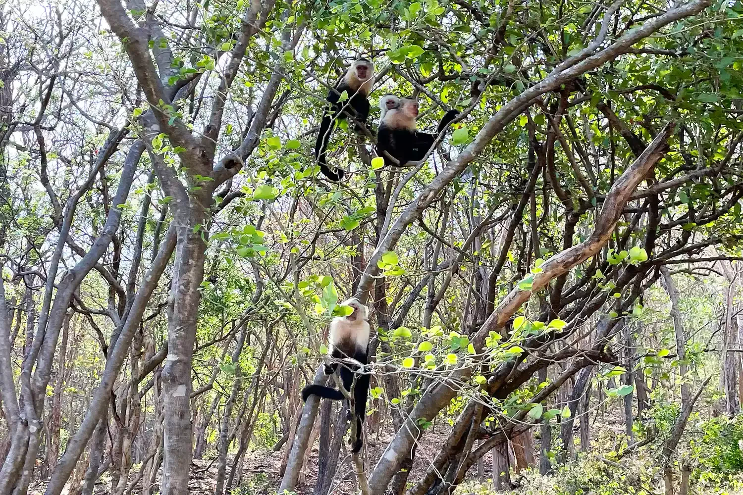 This Peninsula in Costa Rica Has 15 Miles of Beaches, Luxury Resorts, and Monkeys and Iguanas Roaming Freely