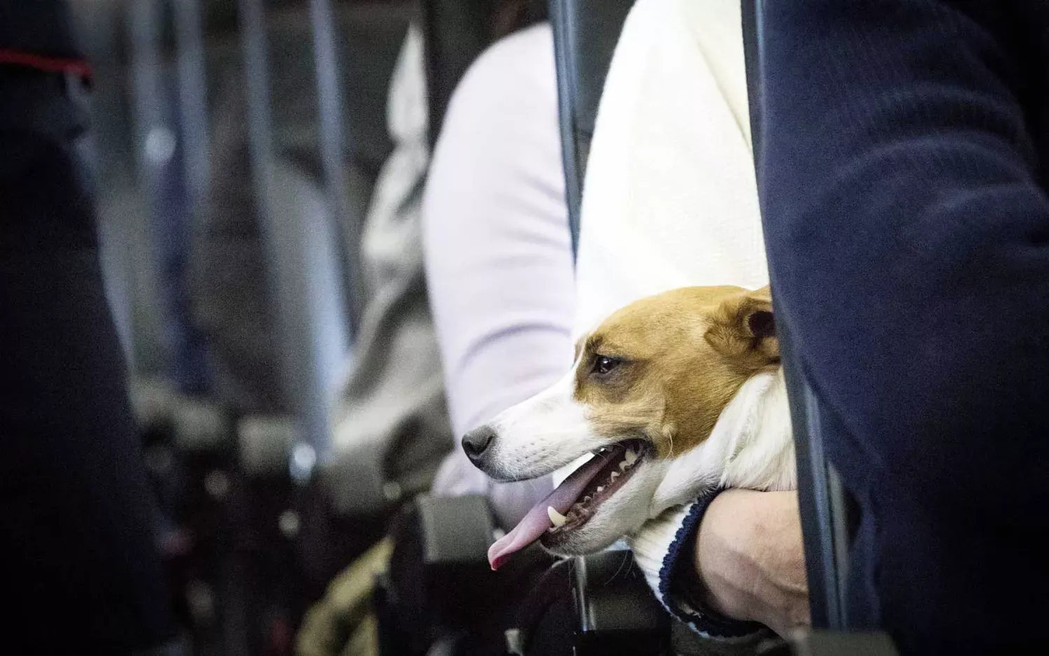 What You Need to Know About JetBlue's New Policy for Emotional Support Animals