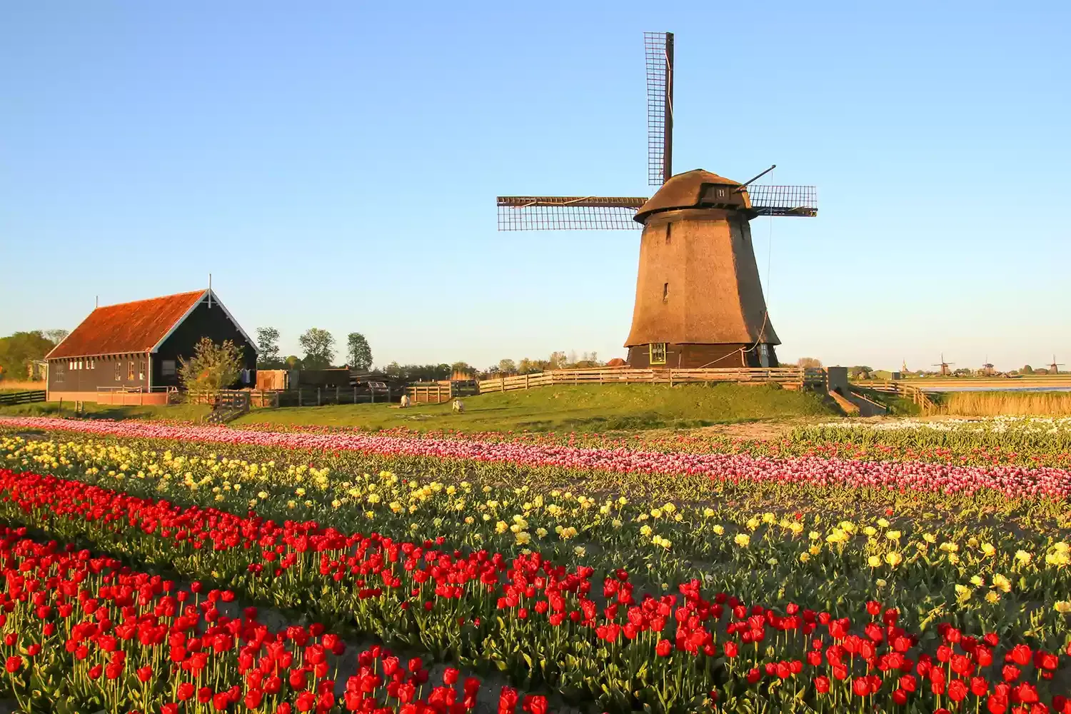 This Travel Hack Lets You See the Iconic Tulip Fields of the Netherlands Without the Crowds