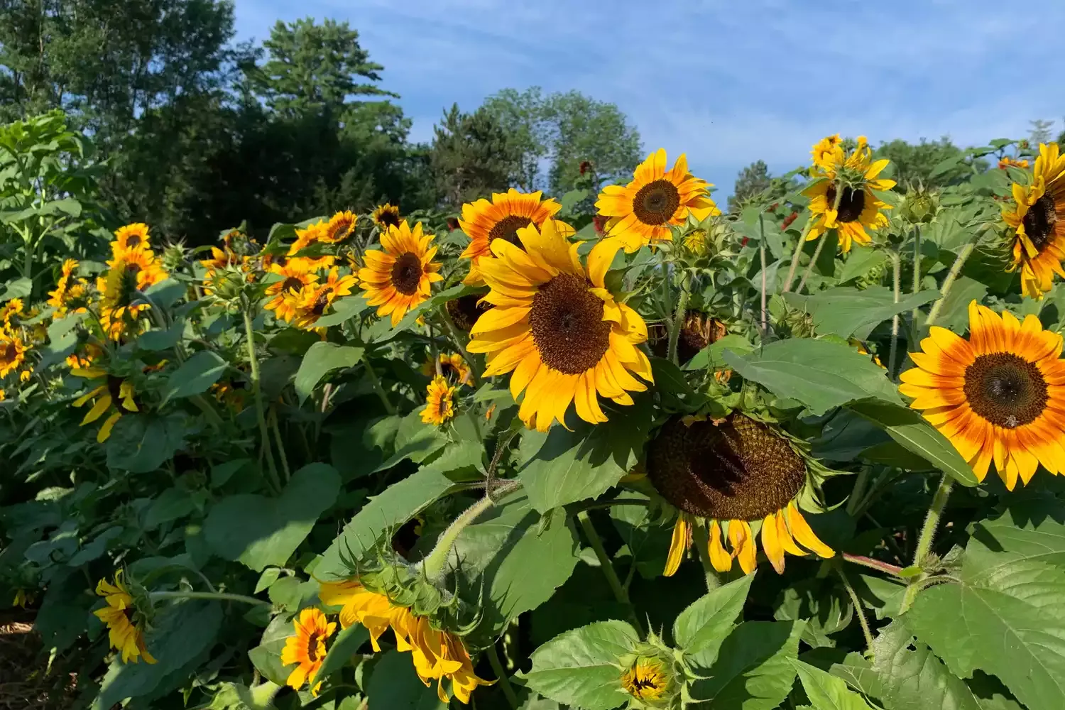 One of New England's Dreamiest Gardens Is About to Bloom With Thousands of Sunflowers — How to Visit