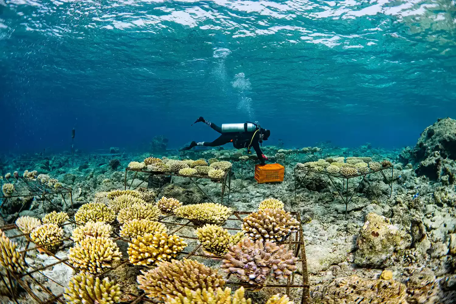 I Helped Restore Coral Reefs on Vacation in the Maldives — Here's How You Can, Too