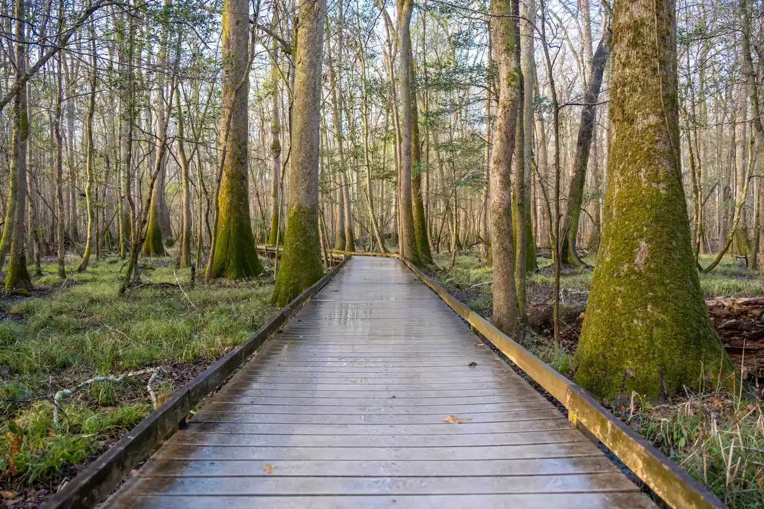 This South Carolina National Park Has Waterways Where You Can Float Beneath Some of the Tallest Trees in the U.S. — and an Epic Firefly Spectacle