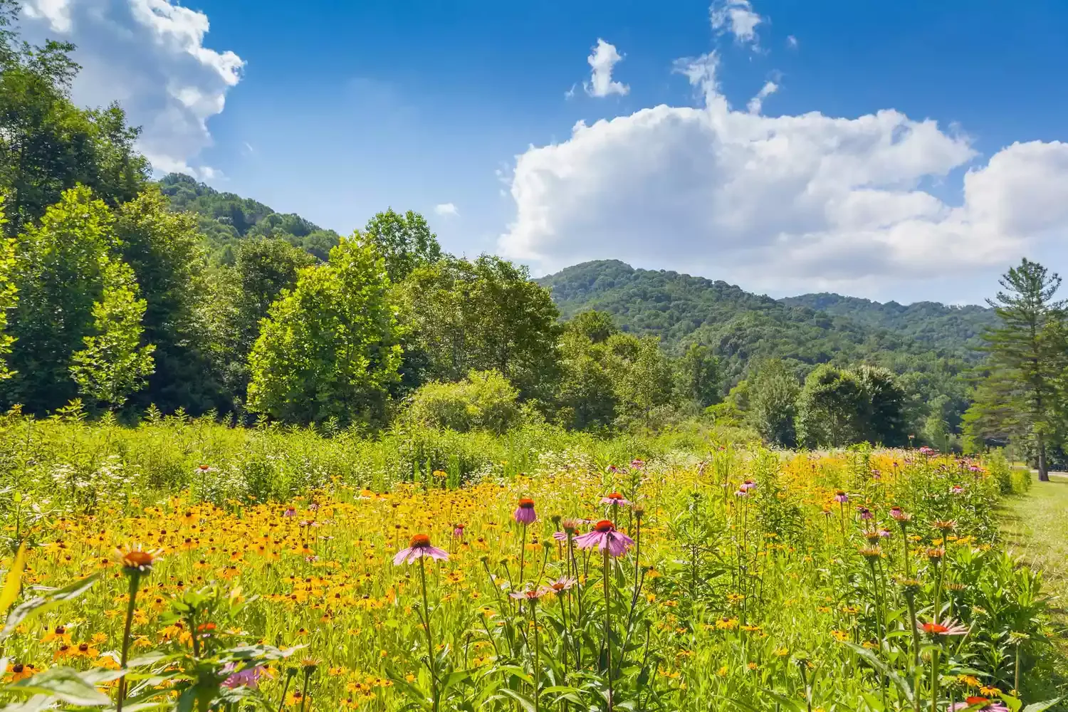 This Hidden Valley in Great Smoky Mountains National Park Is Bursting With Wildflowers