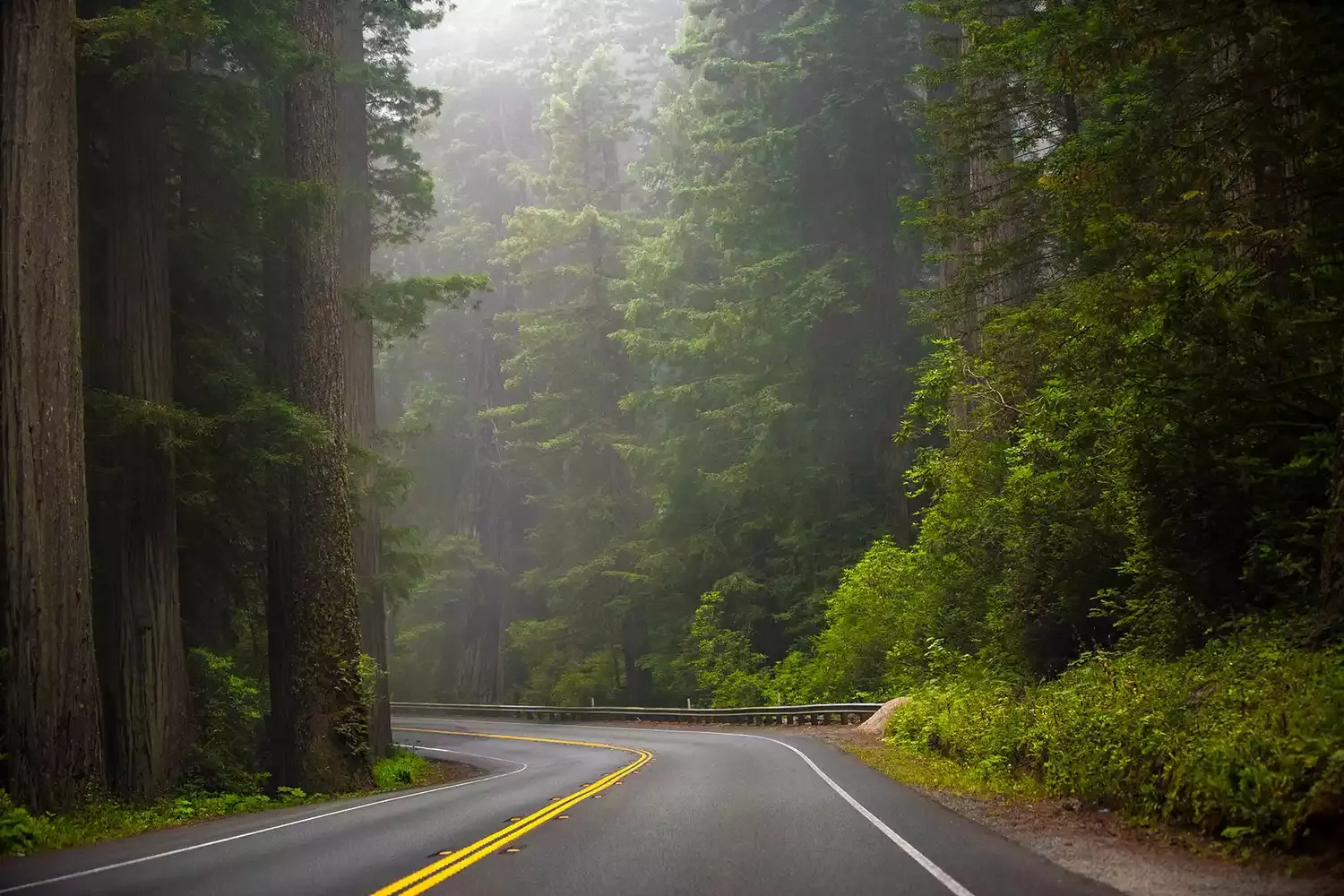 This National Park Has the World’s Tallest Trees — Plus Beaches, Fern-lined Canyons, and Great Camping