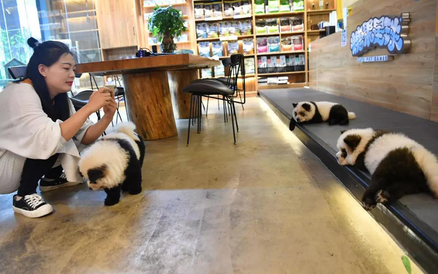 Chinese Animal Cafe Faces Backlash After Dyeing Dogs to Look Like Giant Pandas (Video)