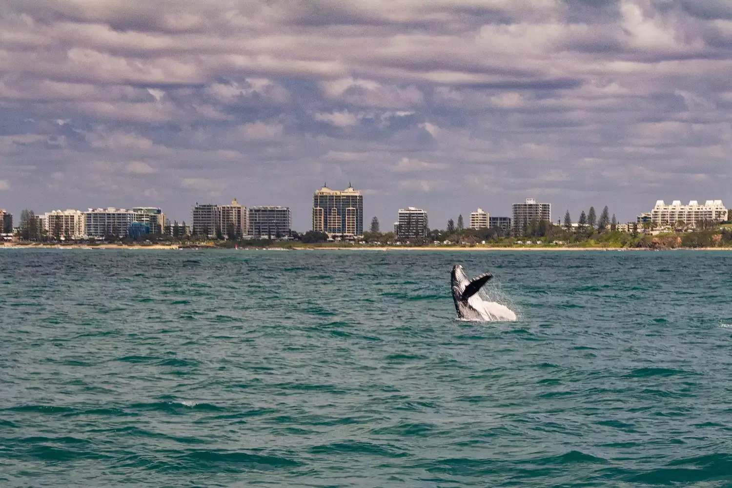 Australia's 'Humpback Highway' Takes Whale Watchers From Coastal Towns to the Great Barrier Reef