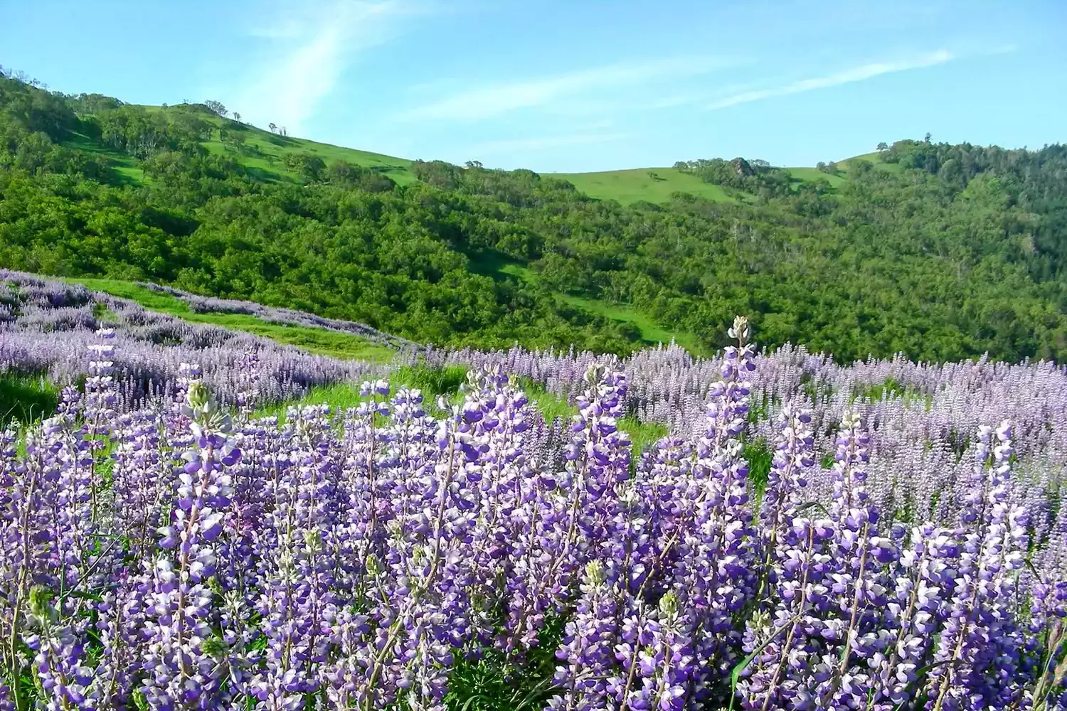 10 Best U.S. National Parks to Visit During Wildflower Season