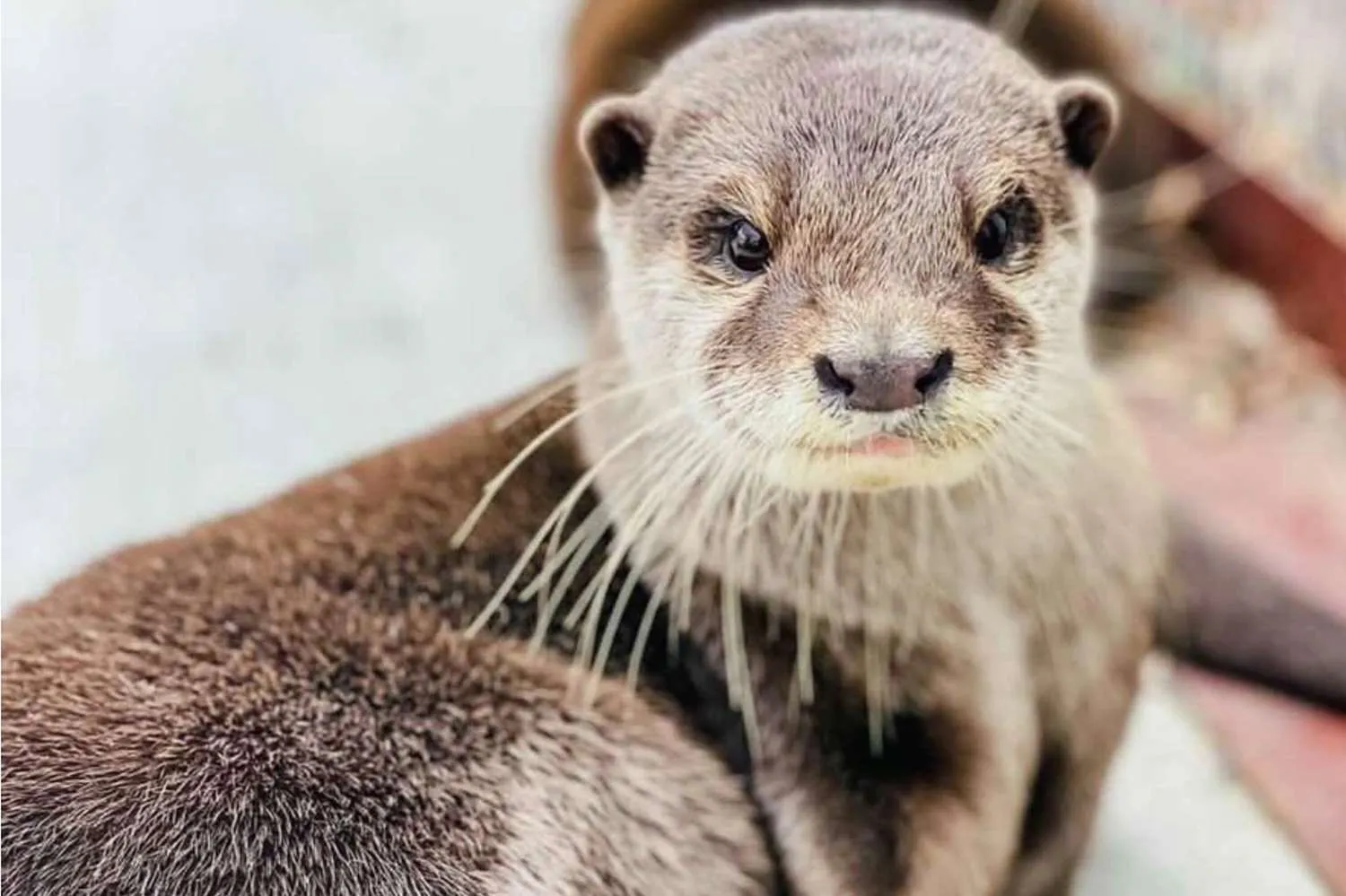 Swim and Play With the Most Adorable Otters at This Texas Ranch