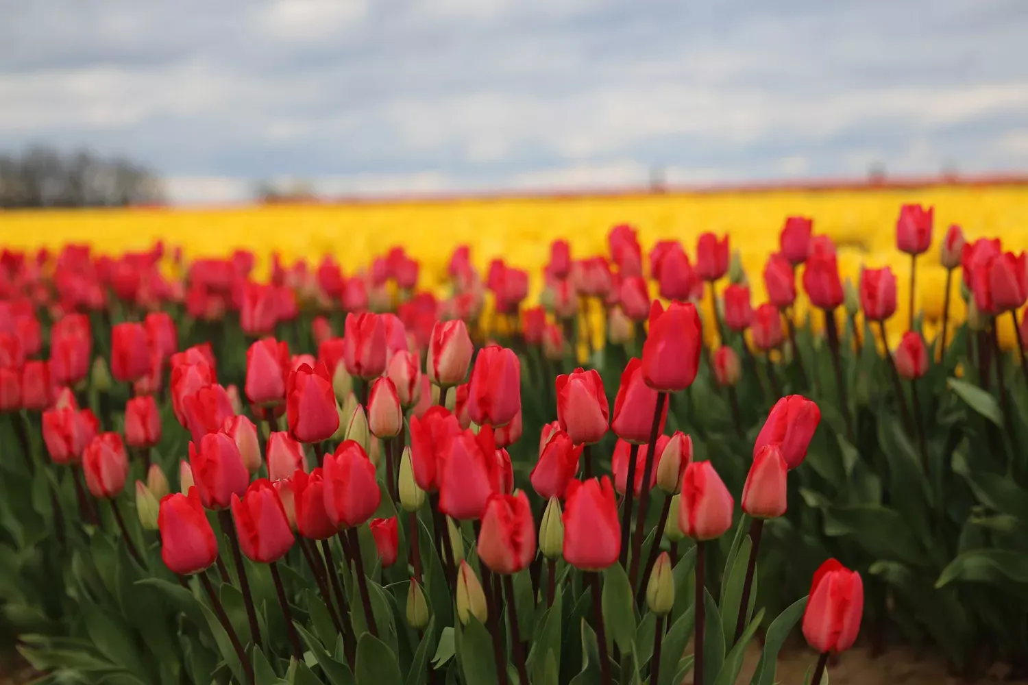 This Small Oregon Town Has One of the Best Displays of Tulips in the U.S. — With 40 Acres of Blooms