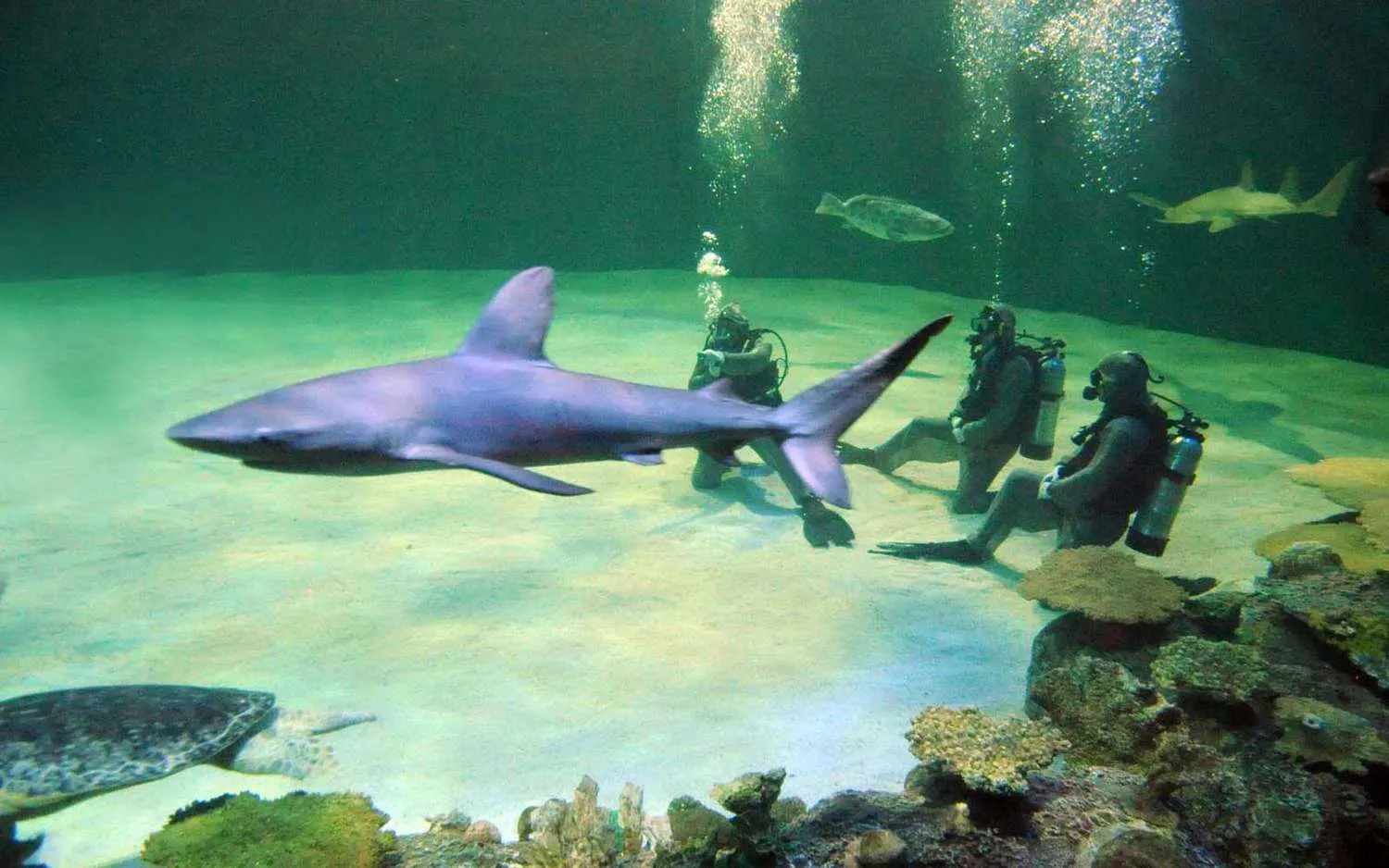 You Can Swim With Sharks in the Middle of the Desert at Las Vegas' Mandalay Bay