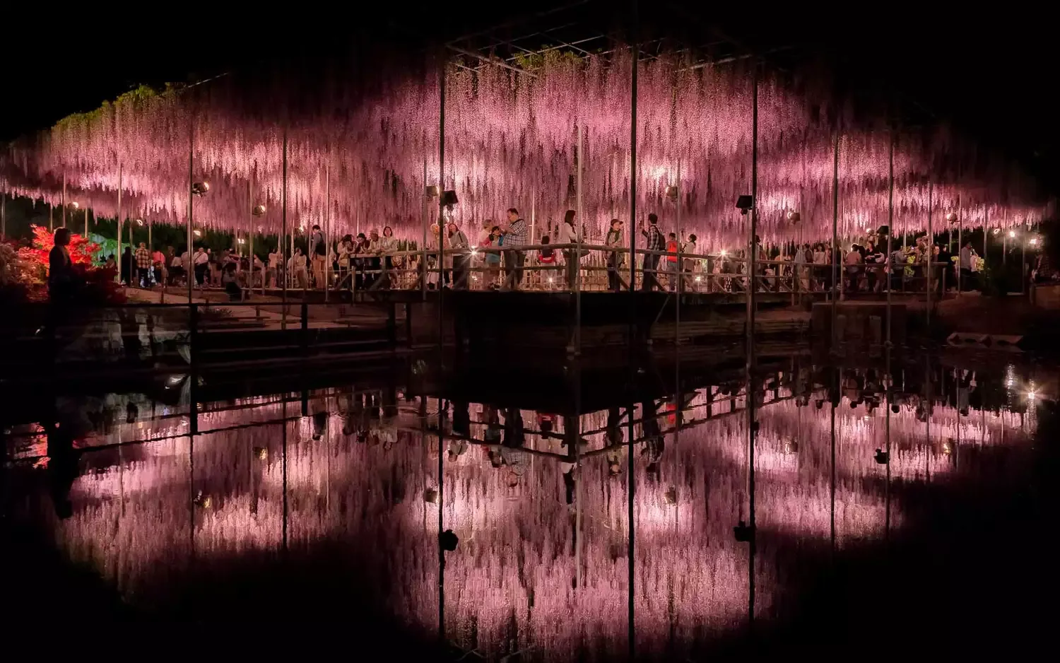 Japan's Wisteria Tunnels Are Even More Magical Than Its Cherry Blossoms