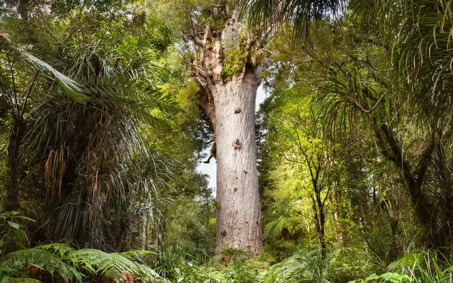 New Zealand's Most Treasured Trees Are in Danger — Here's How Hikers Can Stop Making It Worse (Video)