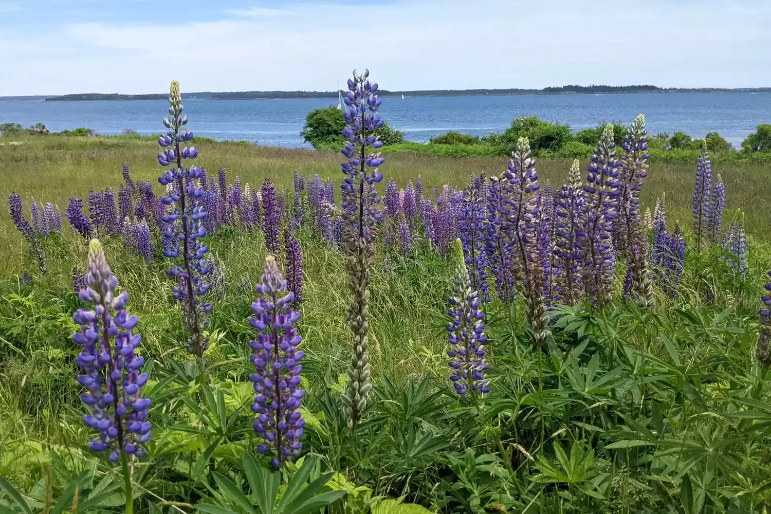 These Little-known Islands in Maine Offer a Charming Getaway — With Delicious Seafood and Picturesque Views