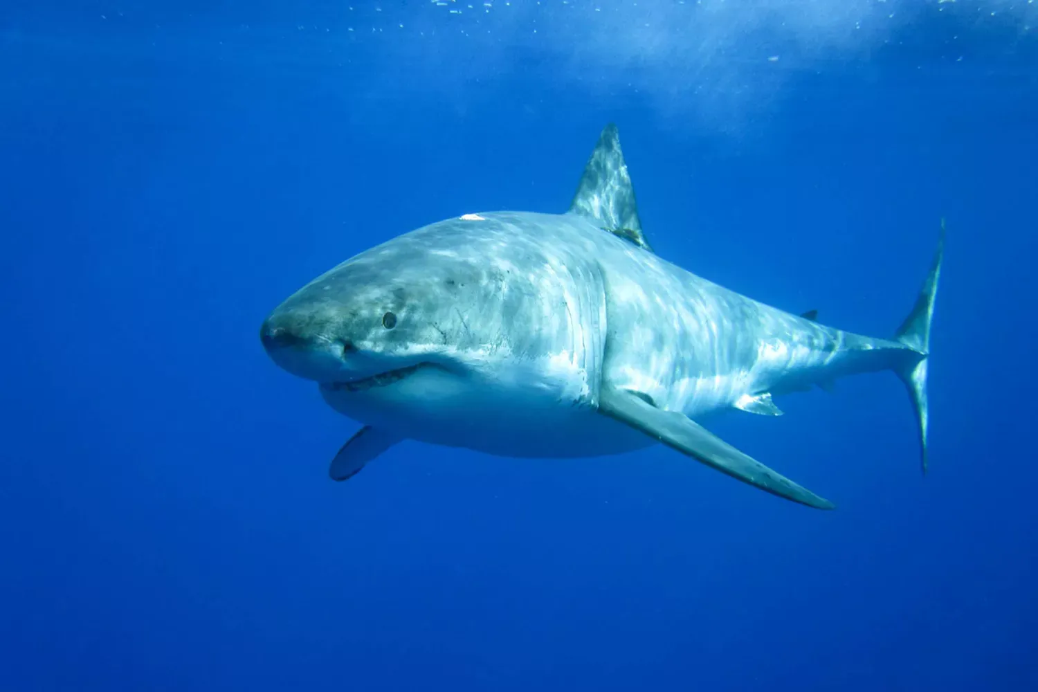 7 Amazing Shark Experiences Around the World