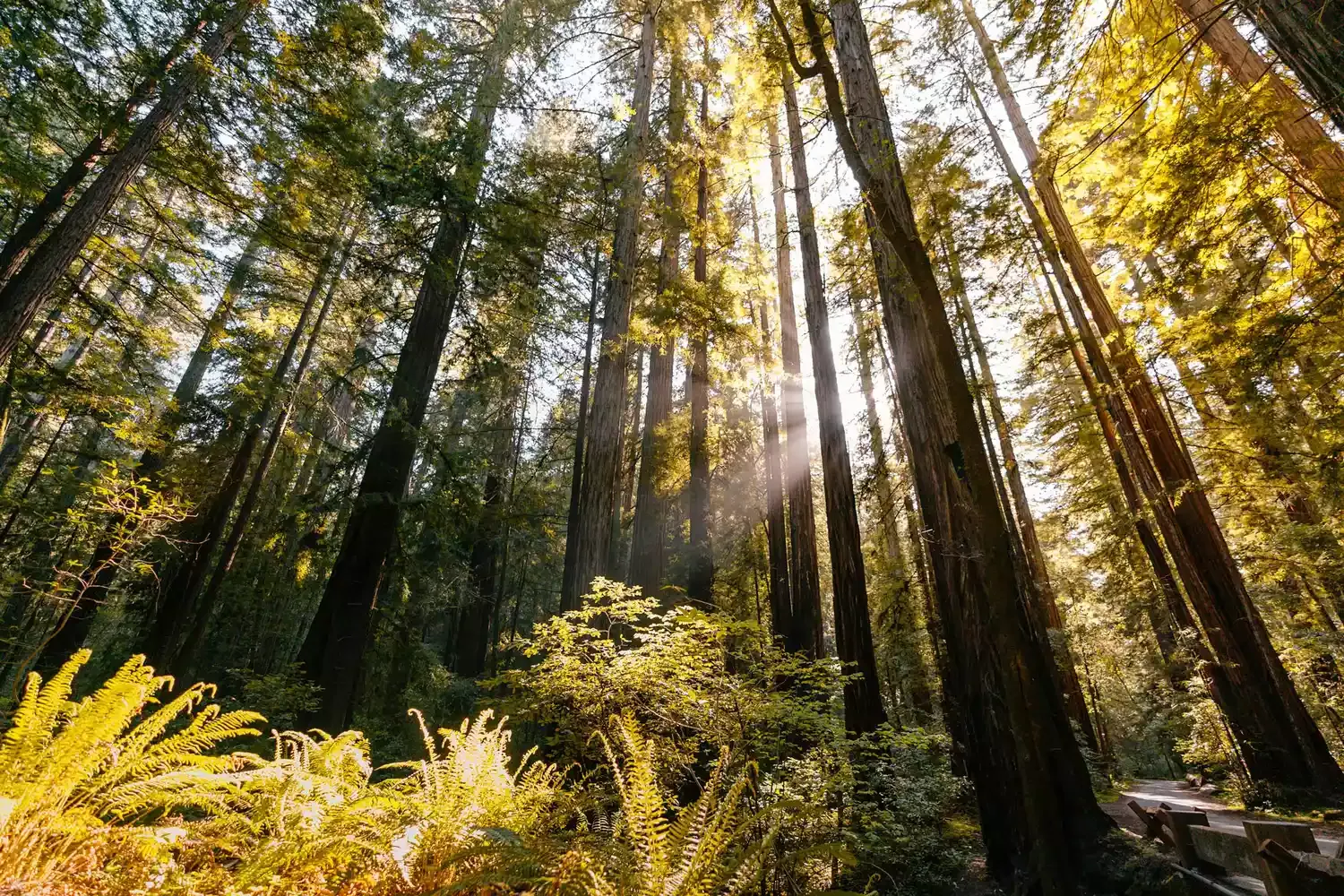 Guerneville Is Considered the Fire Island of Northern California Wine Country