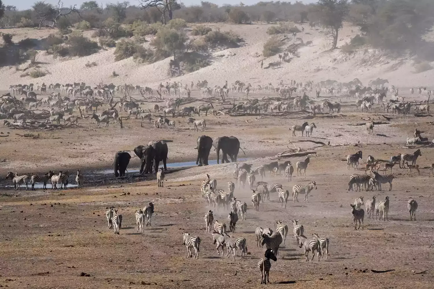 There's a 'Secret Migration' in Africa of 30,000 Zebra — and This Luxury Lodge Is the Best Place to See It