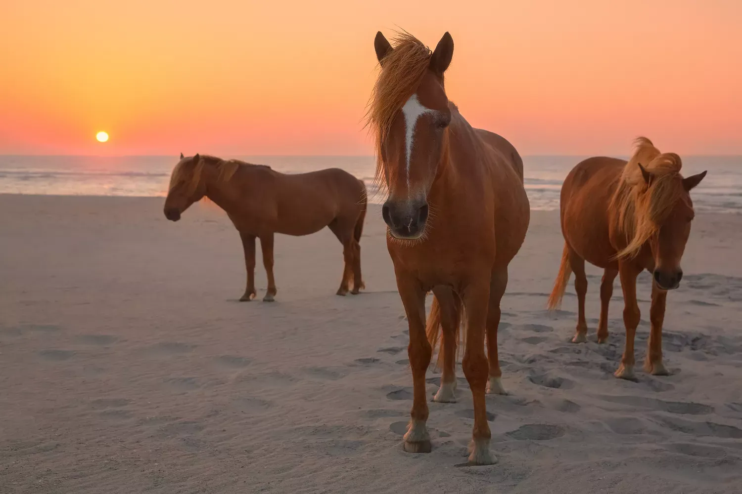 This Island Spanning Maryland and Virginia Is the Perfect Beach Getaway — With Wild Horses, Kayaking, and Beach Camping