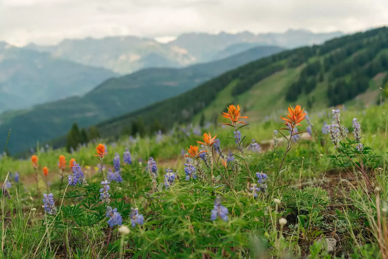 This Colorado Mountain Town Is Home to Some of the Best Wildflowers Blooms in the State — Here's How to See Them