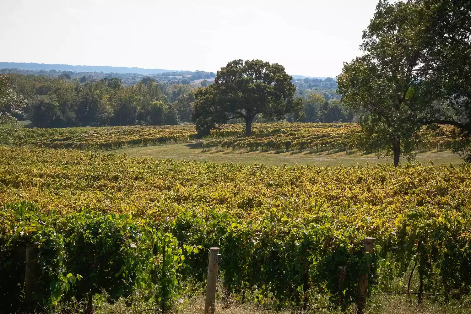 This Small Missouri Town Will Change the Way You Think About Midwest Wines