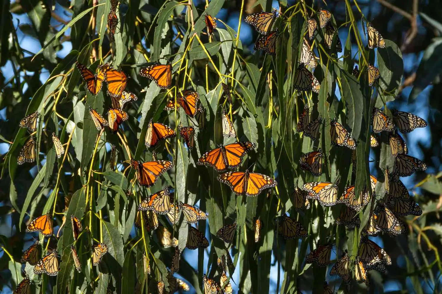 This Little California Beach Town Is the Best Place to See the Great Monarch Butterfly Migration — but They Need Your Help